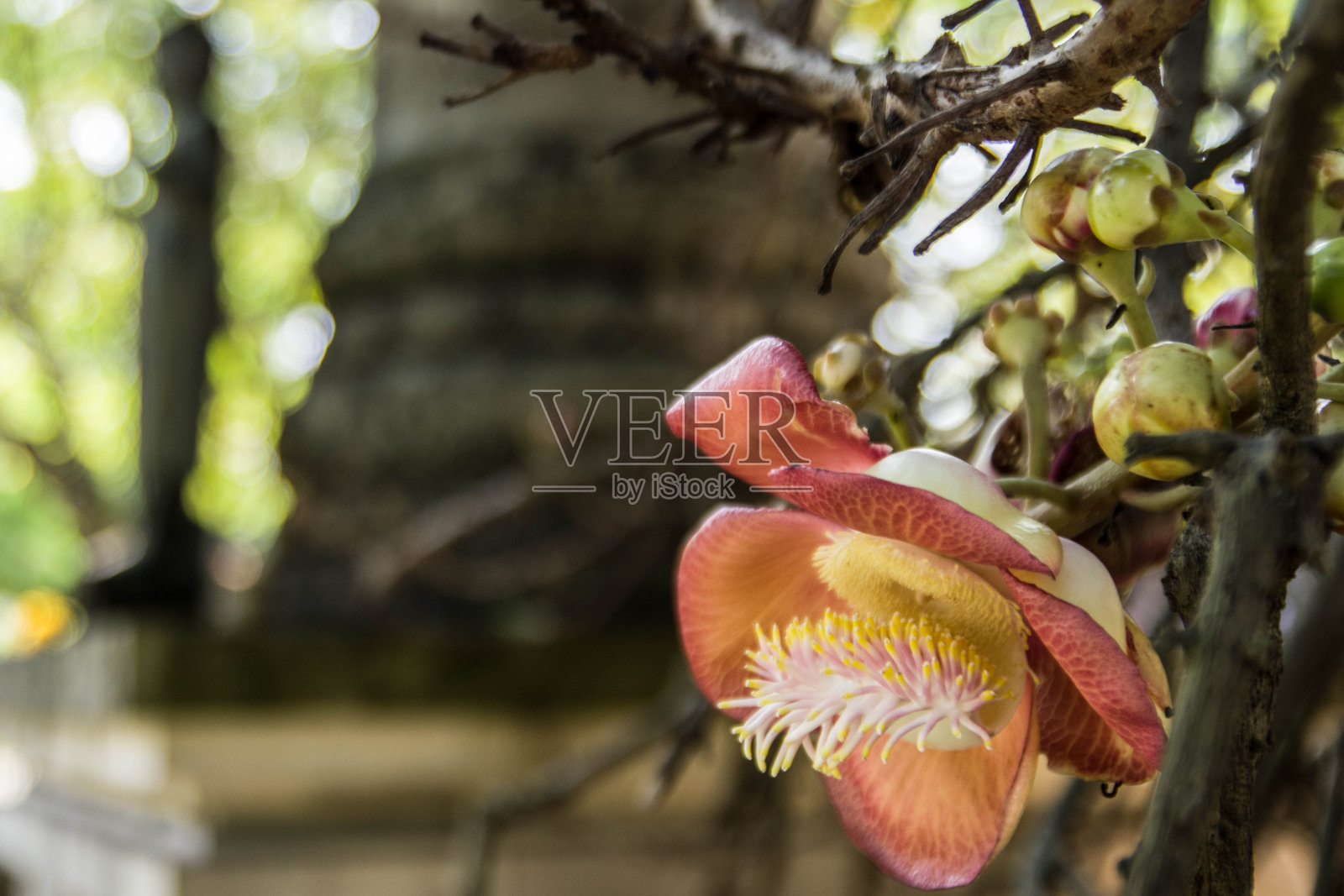 花照片摄影图片