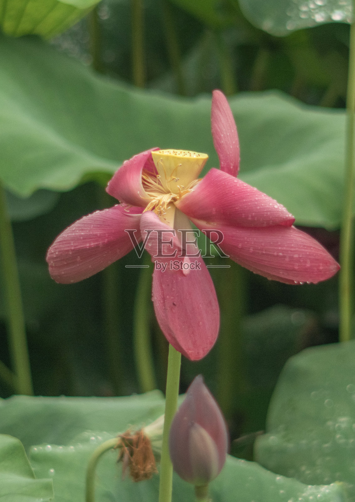 莲属照片摄影图片