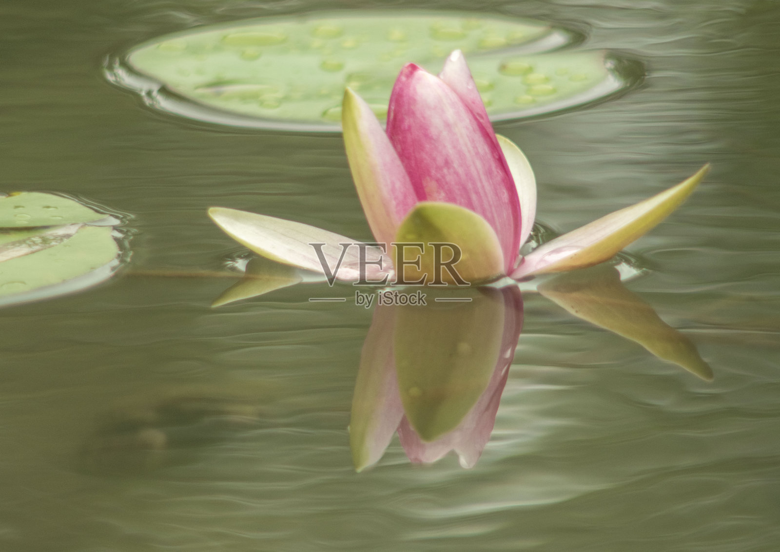 睡莲照片摄影图片