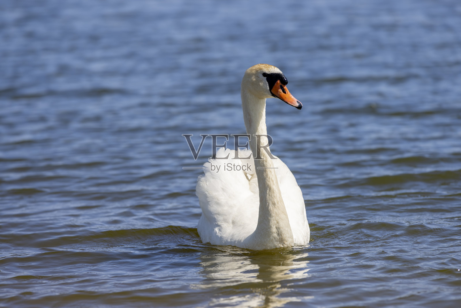美丽的野生水禽天鹅在夏季照片摄影图片