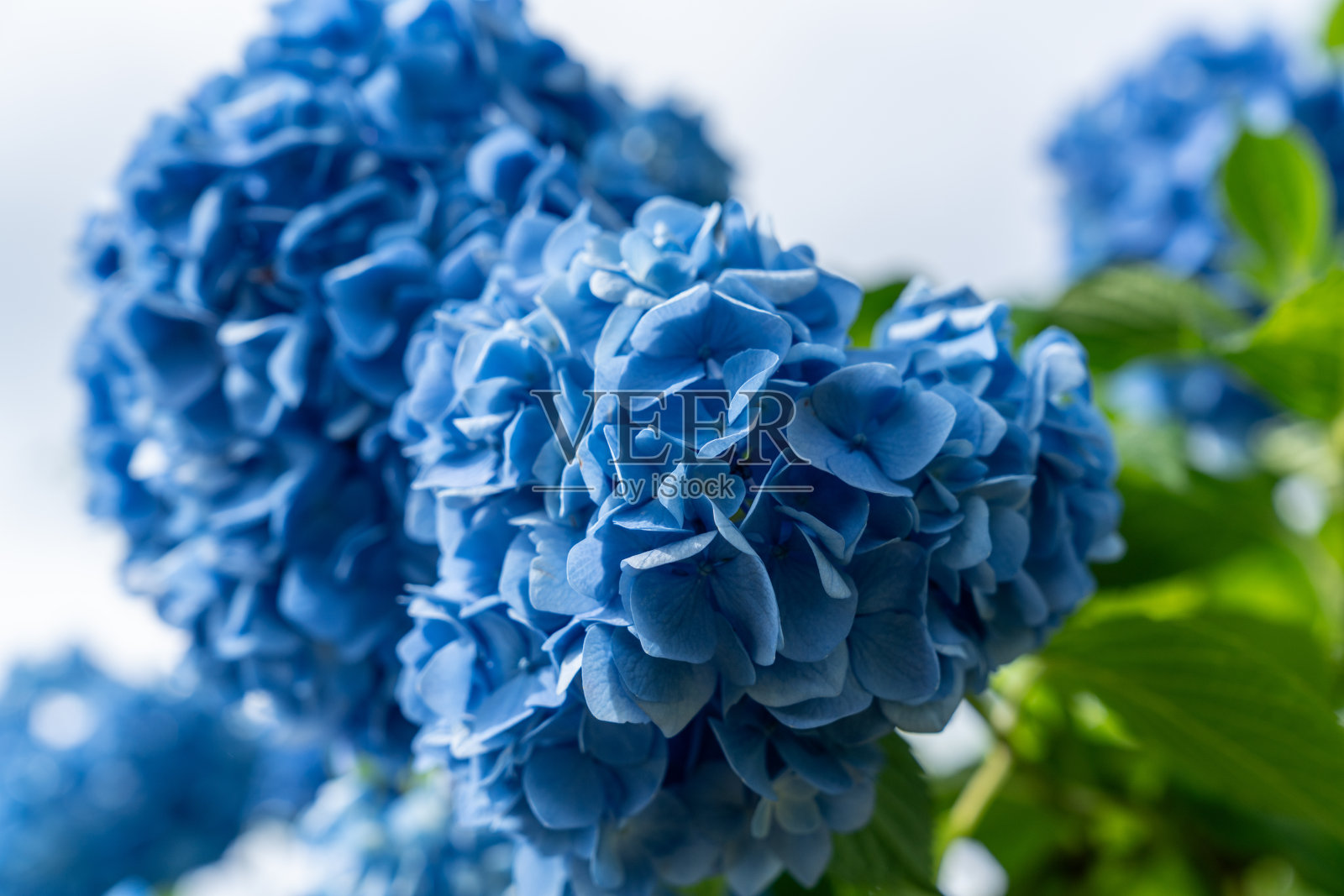 鲜艳的绣球花照片摄影图片