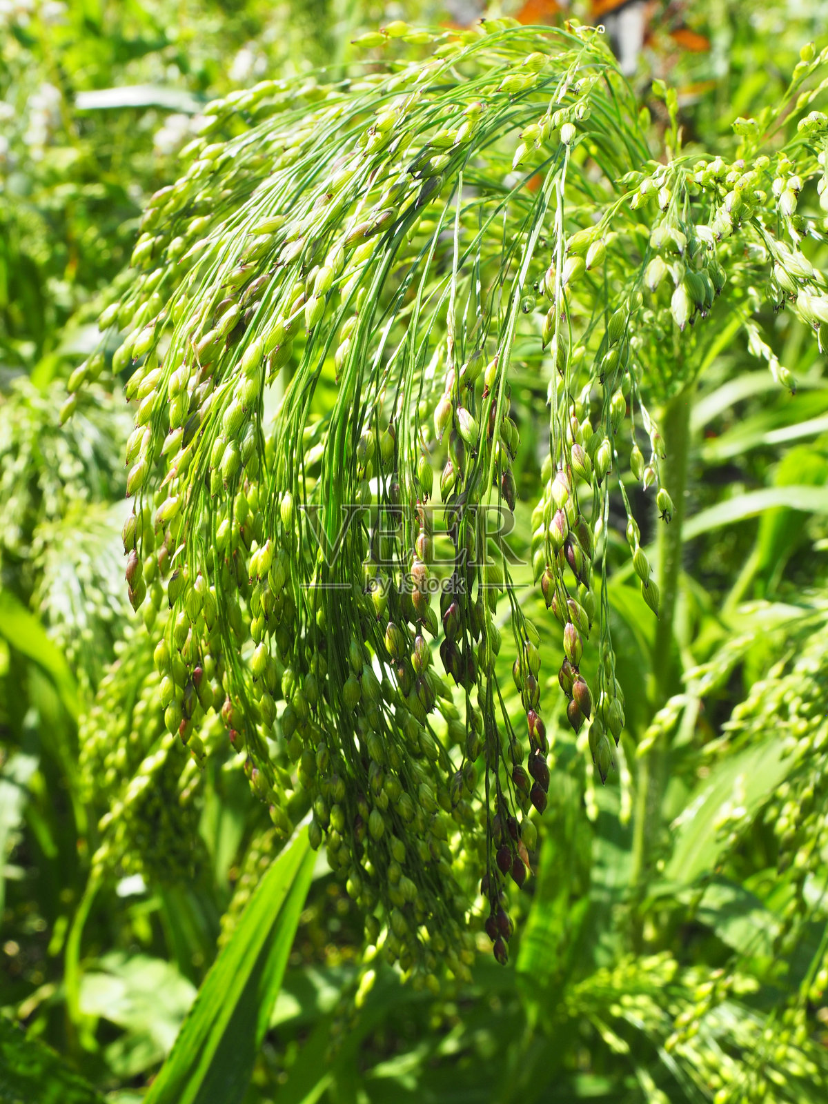 田野上的白粟照片摄影图片