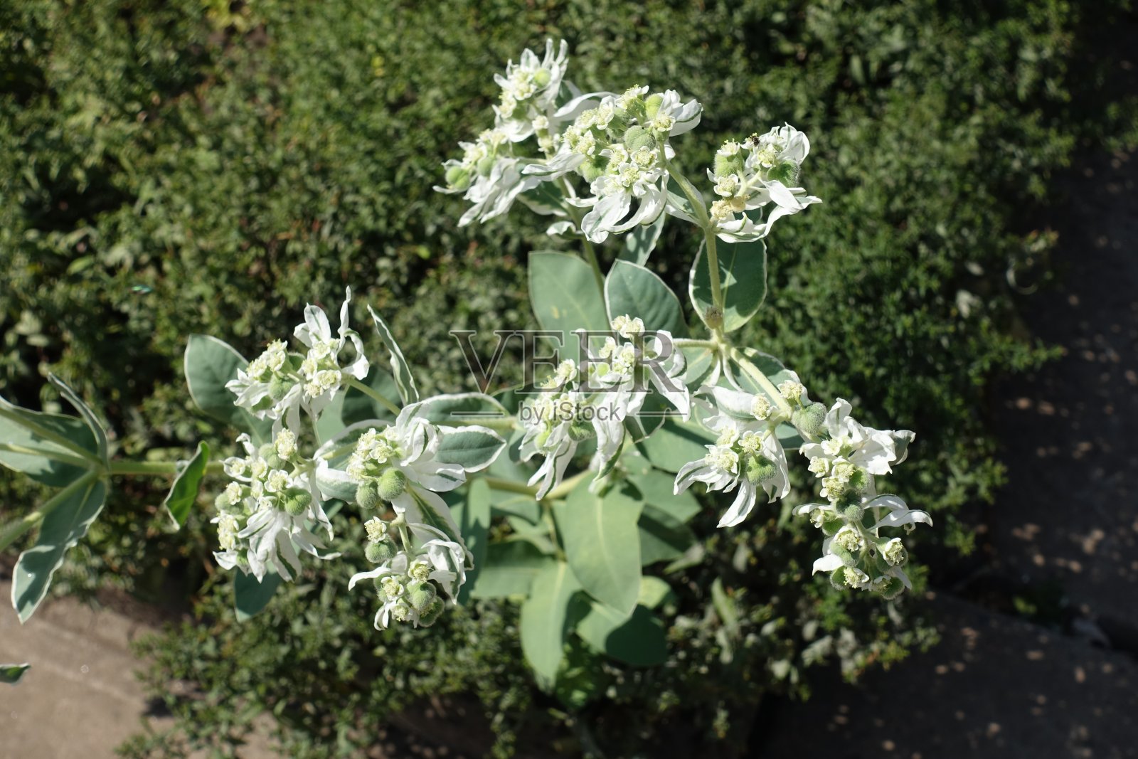 九月中旬,大戟白花的近景照片摄影图片
