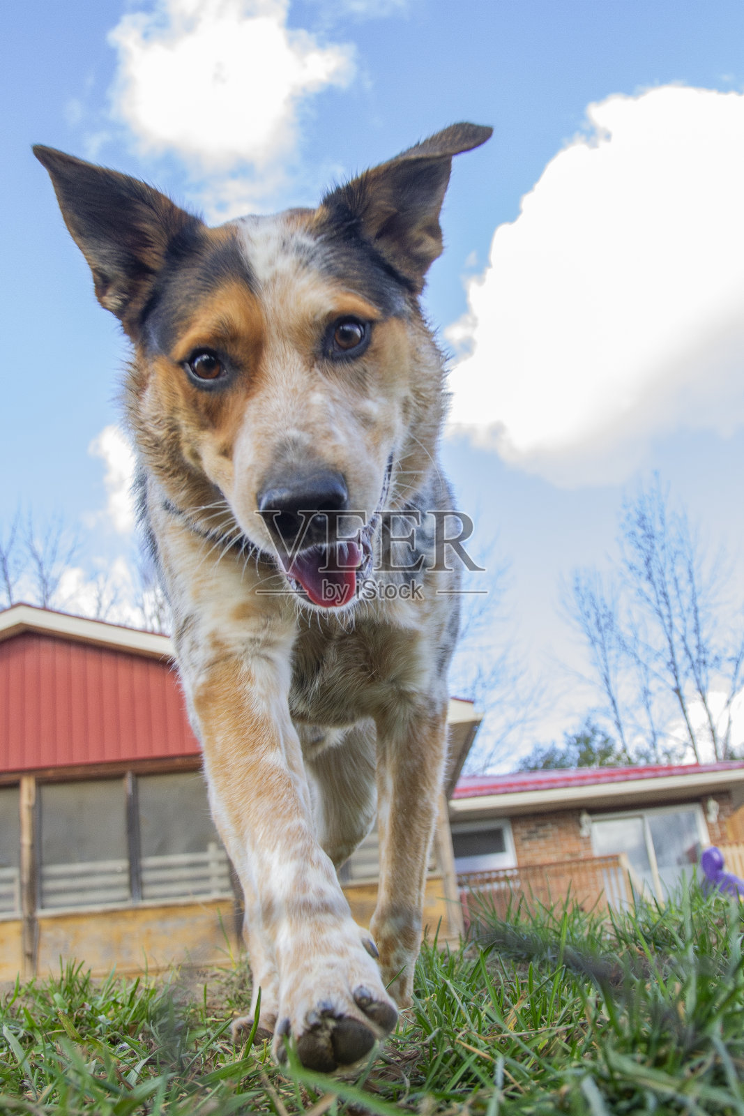 一个年轻的蓝色高跟鞋女郎在夏日蔚蓝的天空下行走的肖像。垂直的。照片摄影图片
