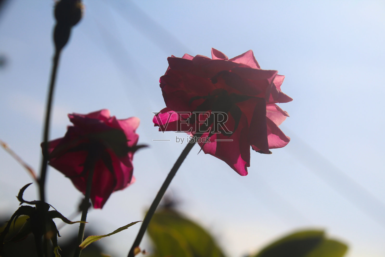 暴露在阳光下的红玫瑰花蕾照片摄影图片