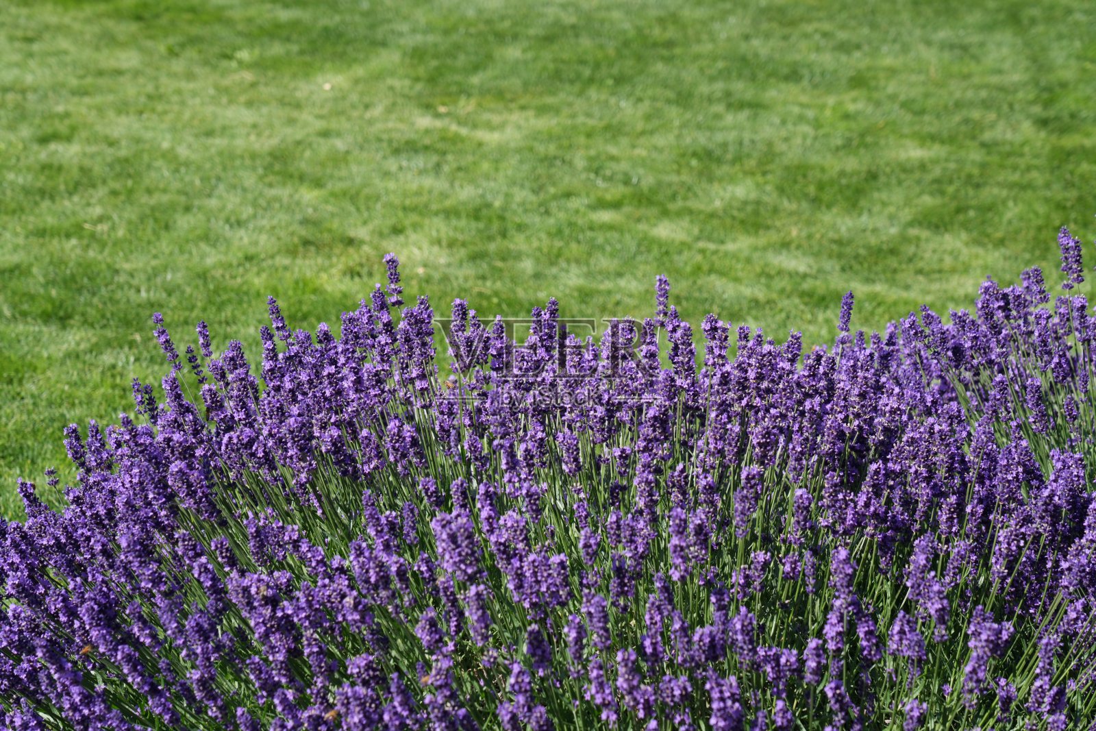 法国伊古斯海姆花园中的薰衣草花照片摄影图片