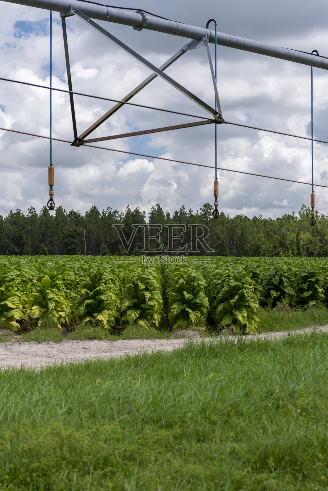 向下看一排排的烟草植物,头顶上有枢轴灌溉,背景是夏季云层在头顶上堆积的松树林照片摄影图片