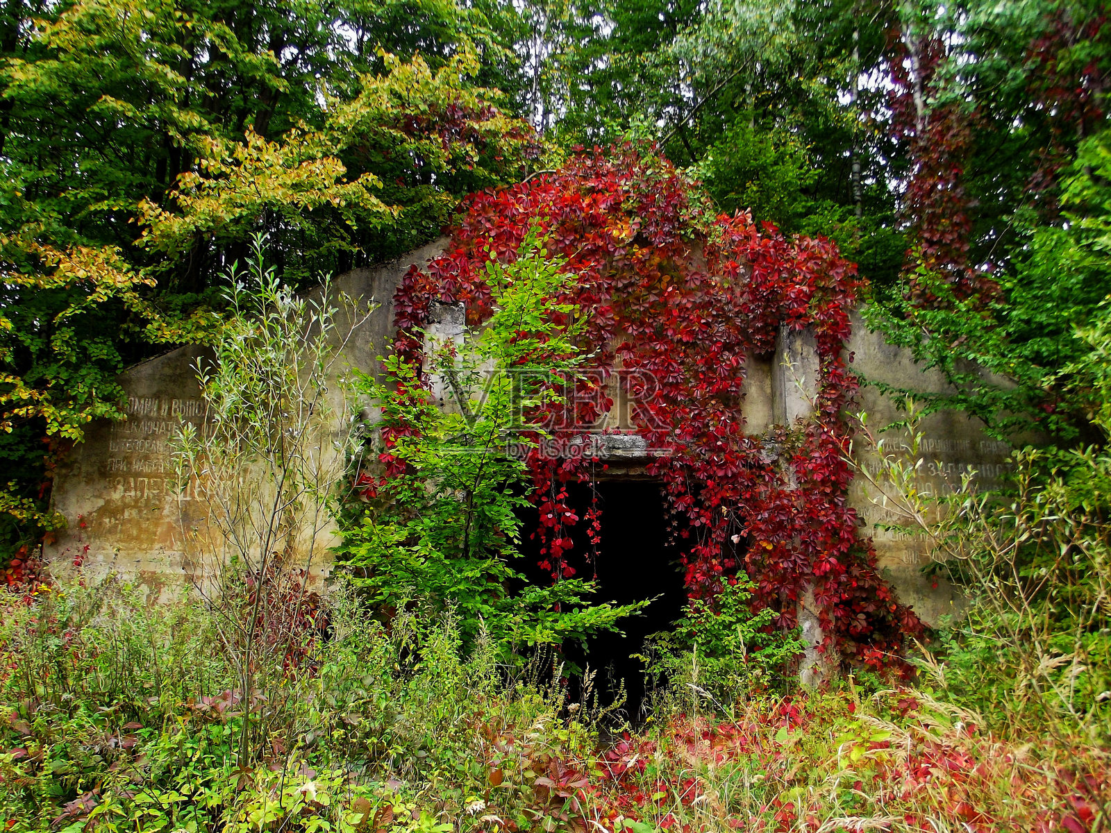 废弃的森林种子库照片摄影图片