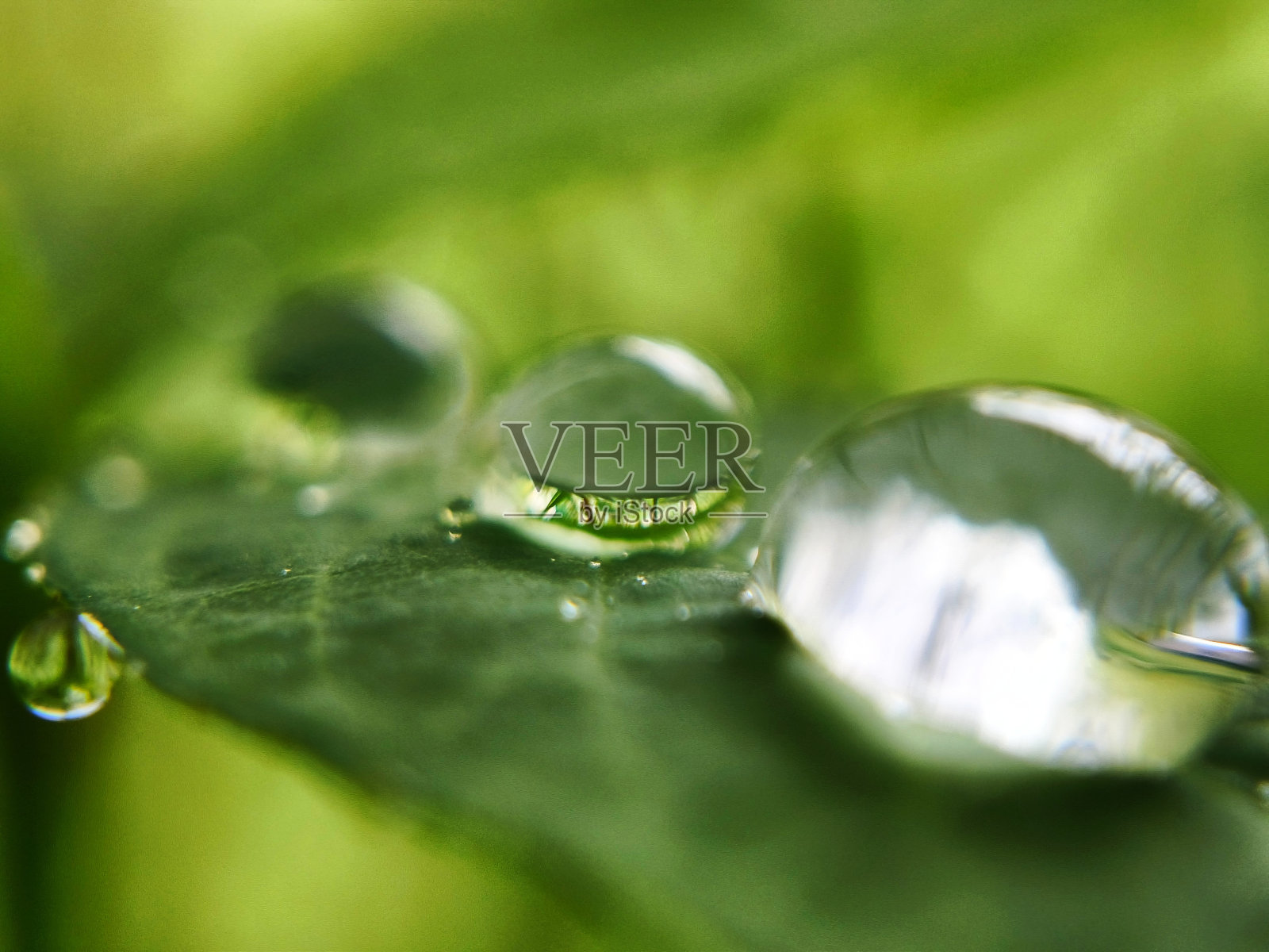 雨滴宏照片摄影图片