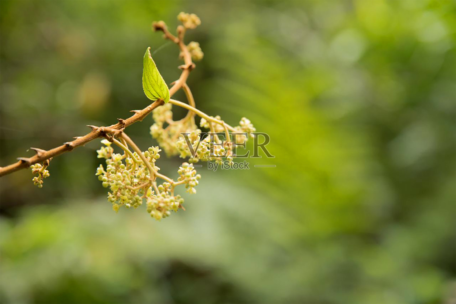 野花在光滑的背景照片摄影图片