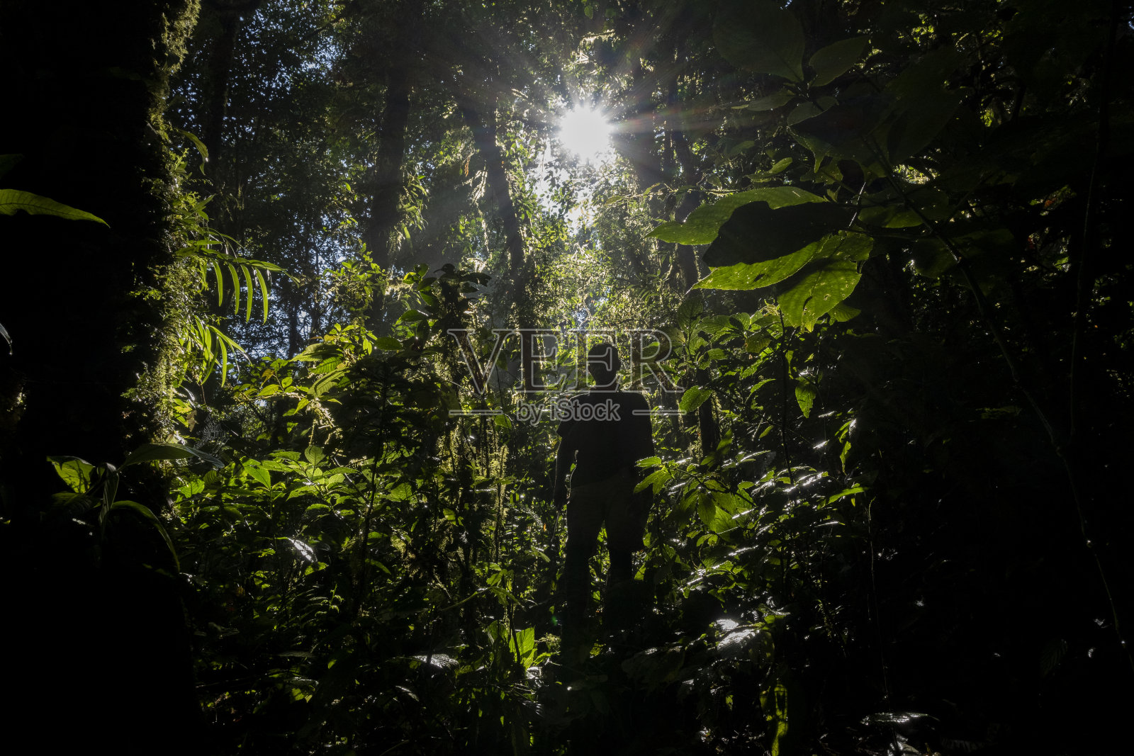 在雨林中行走的人-库存照片照片摄影图片