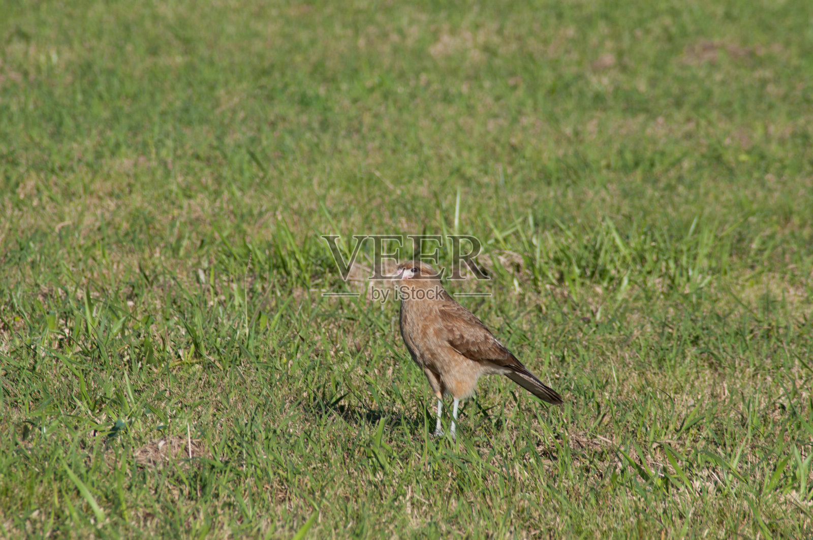 绿草地上的猛禽照片摄影图片