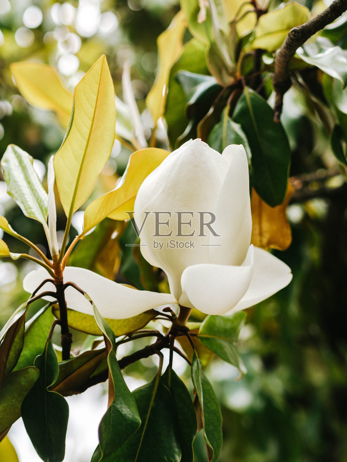 公园里树上的白玉兰照片摄影图片