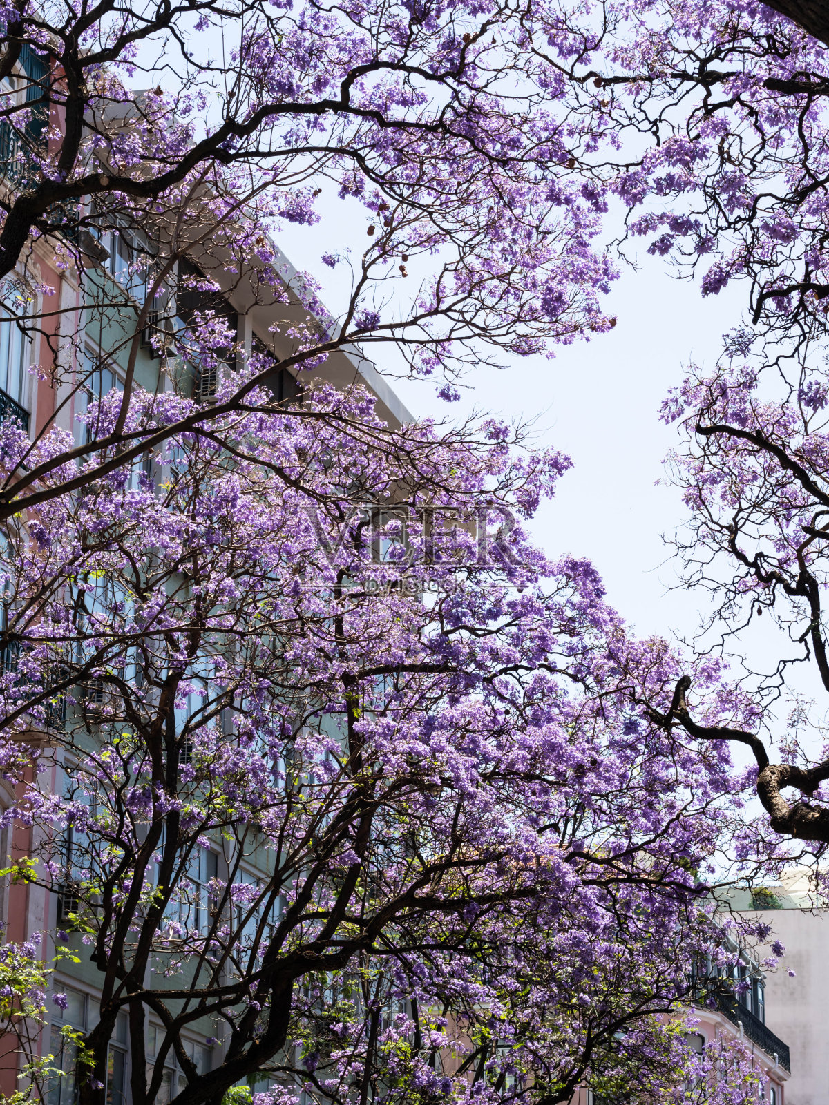 紫蓝花楹在蓝天和城市建筑的映衬下盛开照片摄影图片
