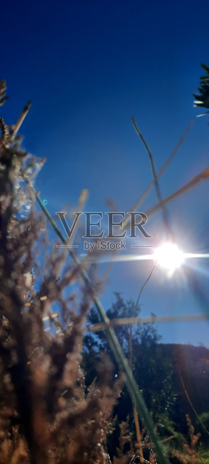 阳光透过棕榈树的叶子,在一个晴朗的秋日,蓝天照片摄影图片