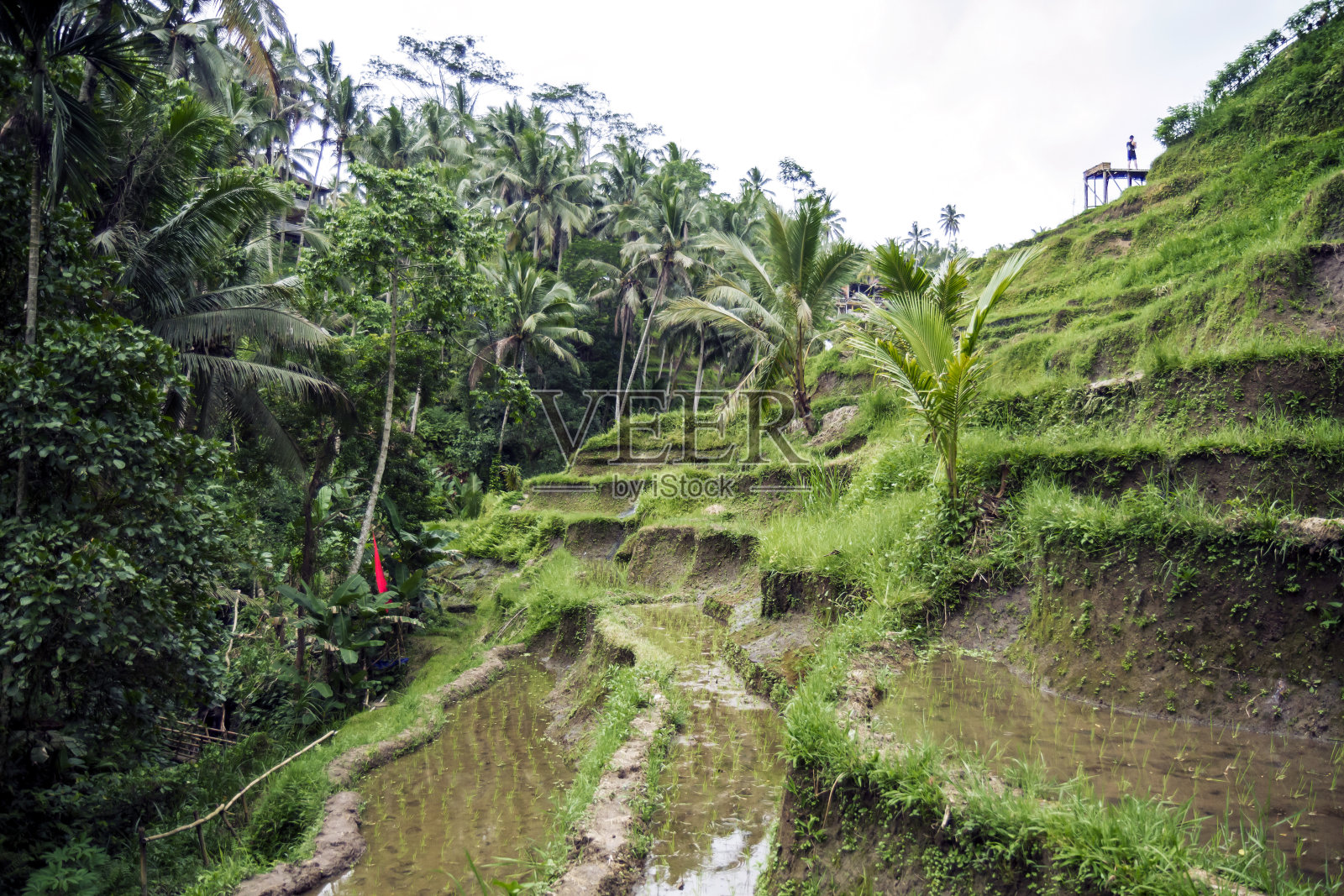 巴厘岛的稻田排在绿色的山丘上照片摄影图片
