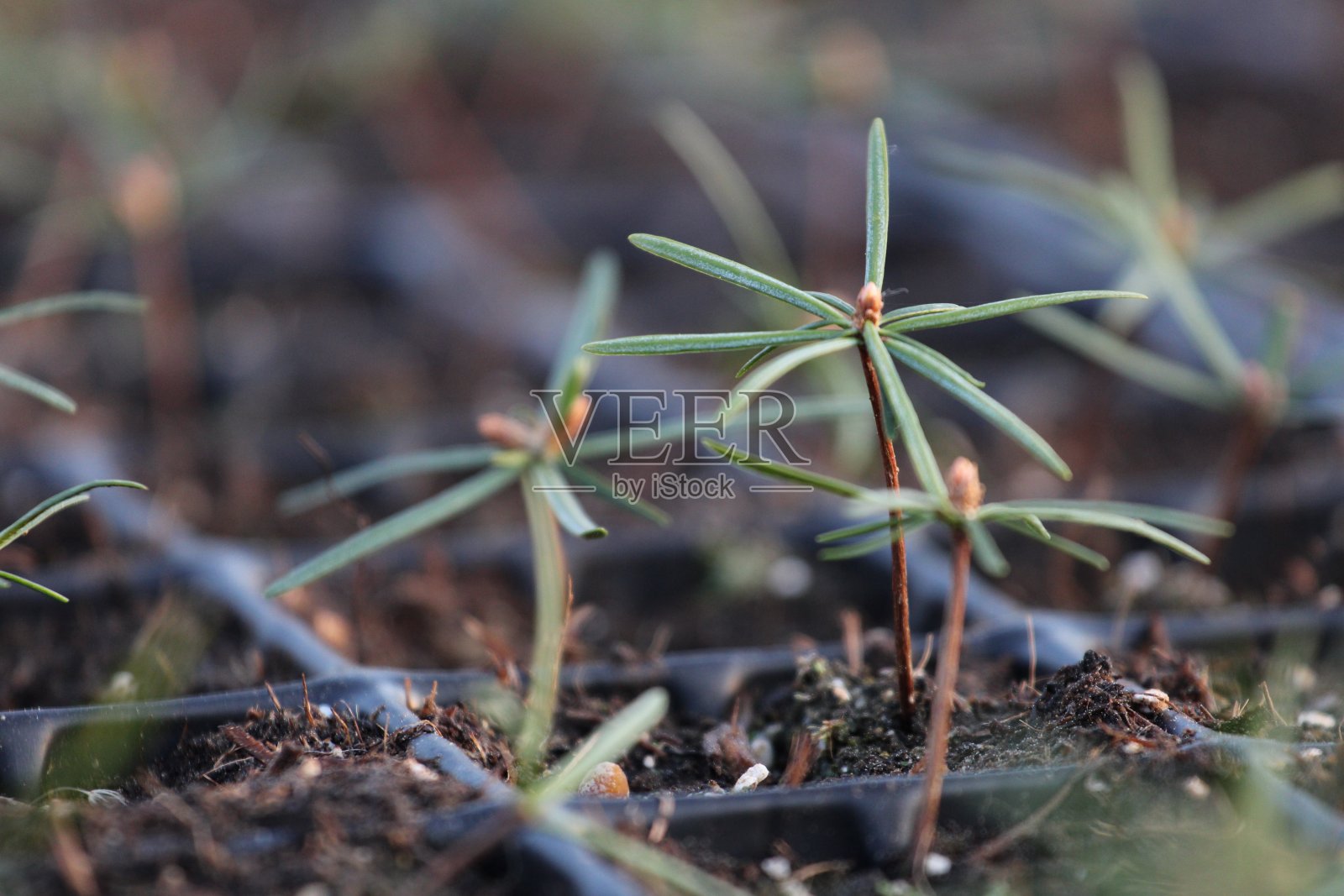 植树造林。景观。林业。种植植物。橡树、松树、云杉、山毛榉、落叶松、桤木。幼苗,树叶,温室,根,自然,环境照片摄影图片