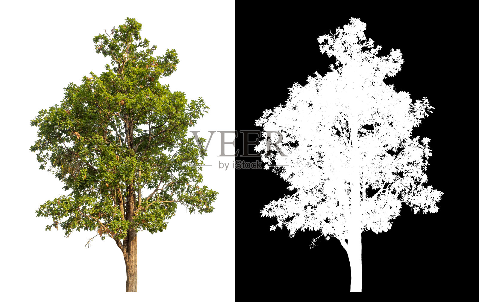 绿树孤立在白色背景上照片摄影图片