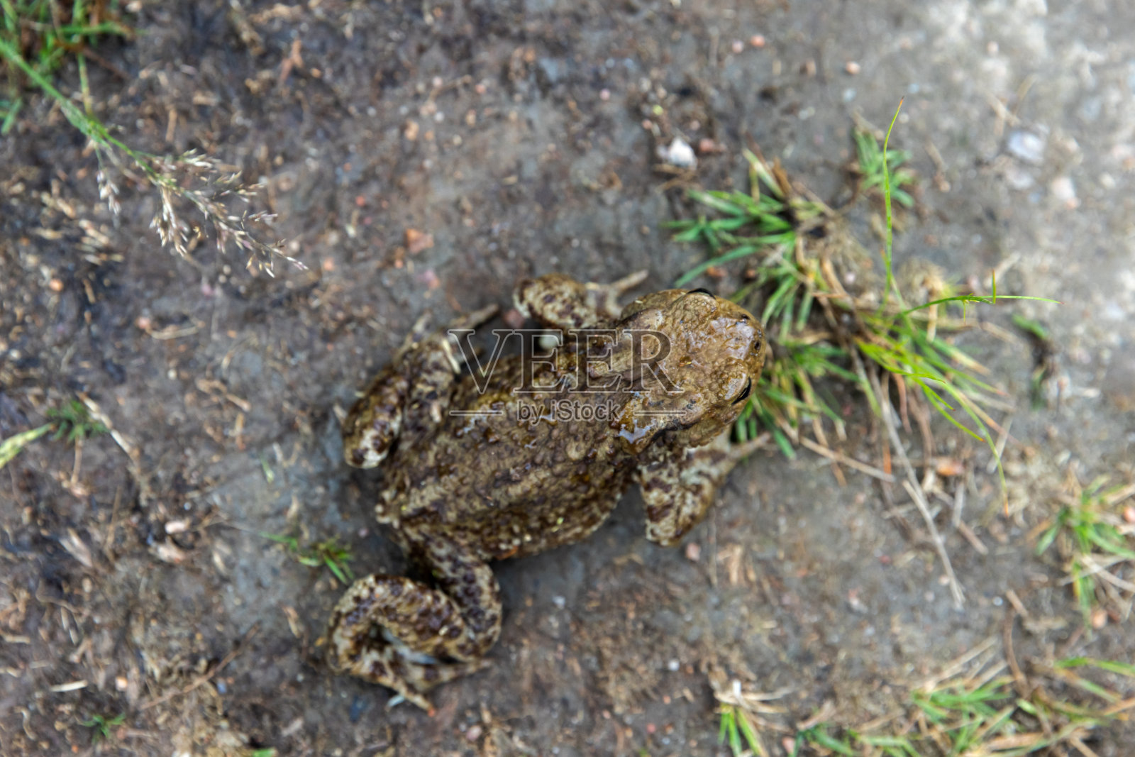 普通蟾蜍或欧洲蟾蜍坐在肮脏的地面上,俯视图照片摄影图片