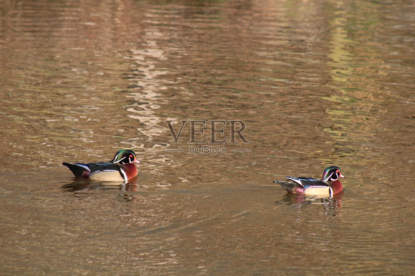 一对水上的木鸭照片摄影图片