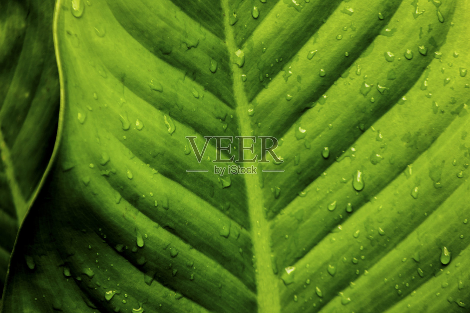 叶照片摄影图片