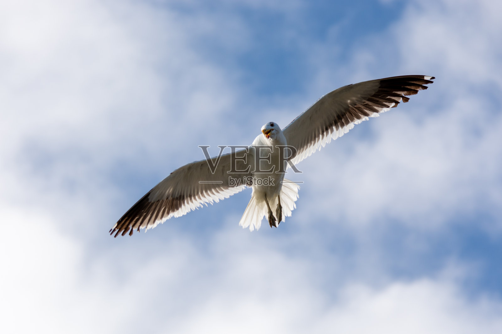 海鸥飞过天空照片摄影图片