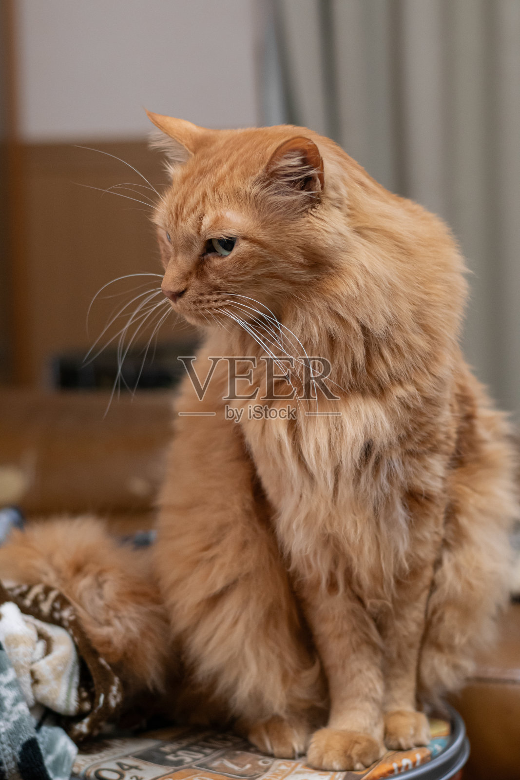 坐着的猫照片摄影图片