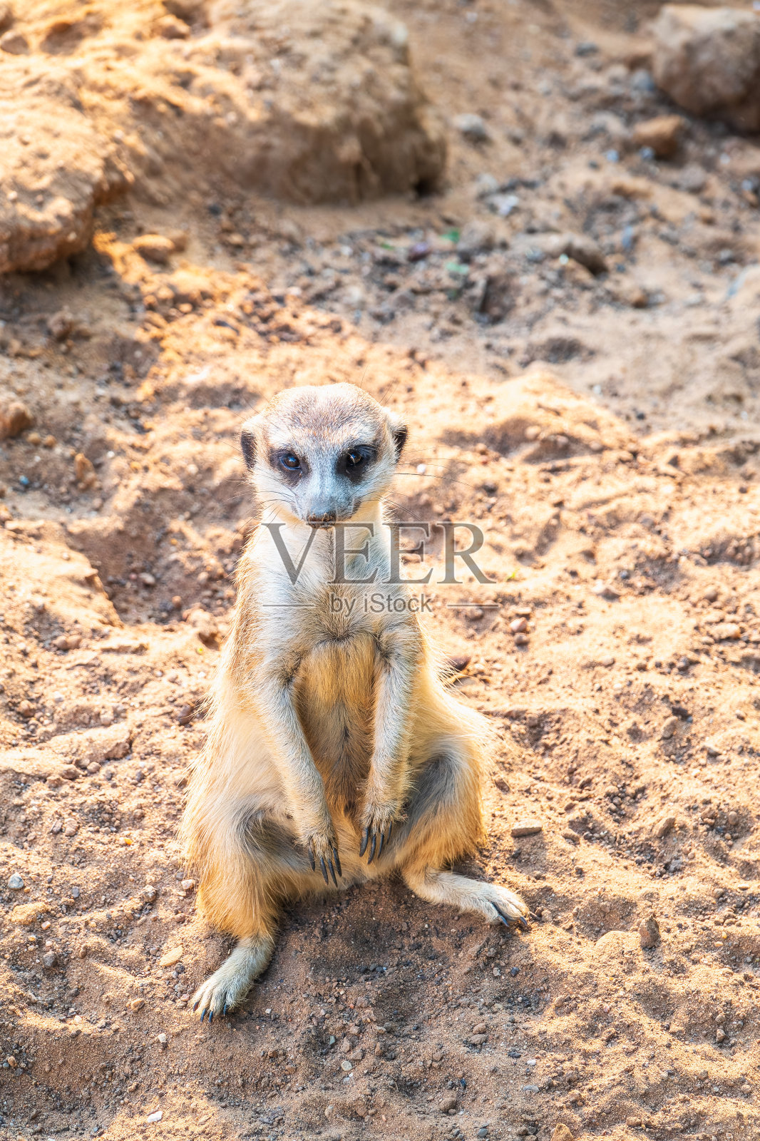 狐獴,用后腿行走。猫鼬用后腿站立的肖像,表情警觉。一只有趣的猫鼬用后腿坐着的肖像。照片摄影图片