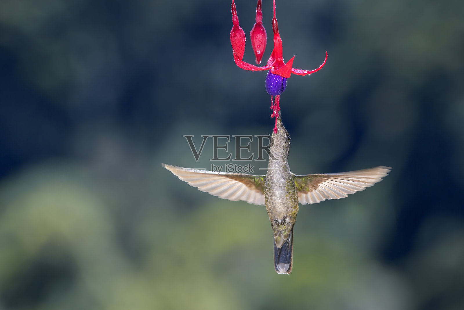 华丽的蜂鸟(Eugenes fulgens)照片摄影图片