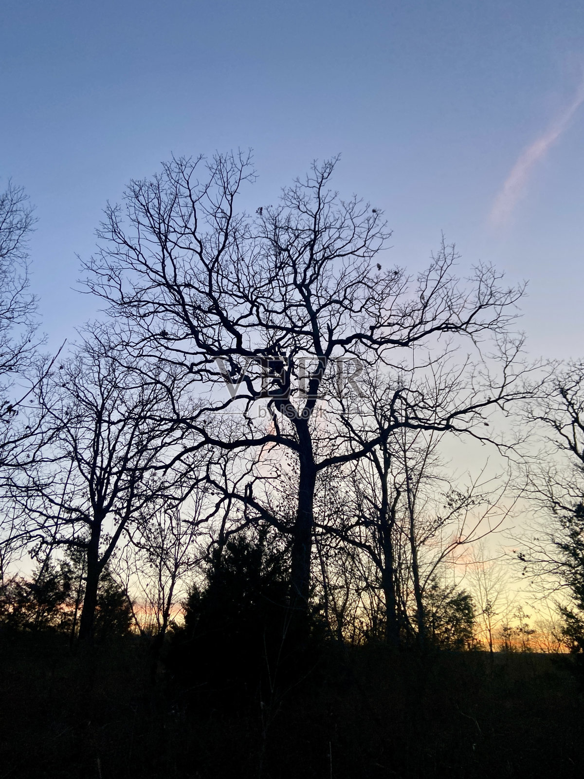 在夕阳的背景下,一棵美丽的冬日树。穿越公园。美国的本质。密苏里州照片摄影图片