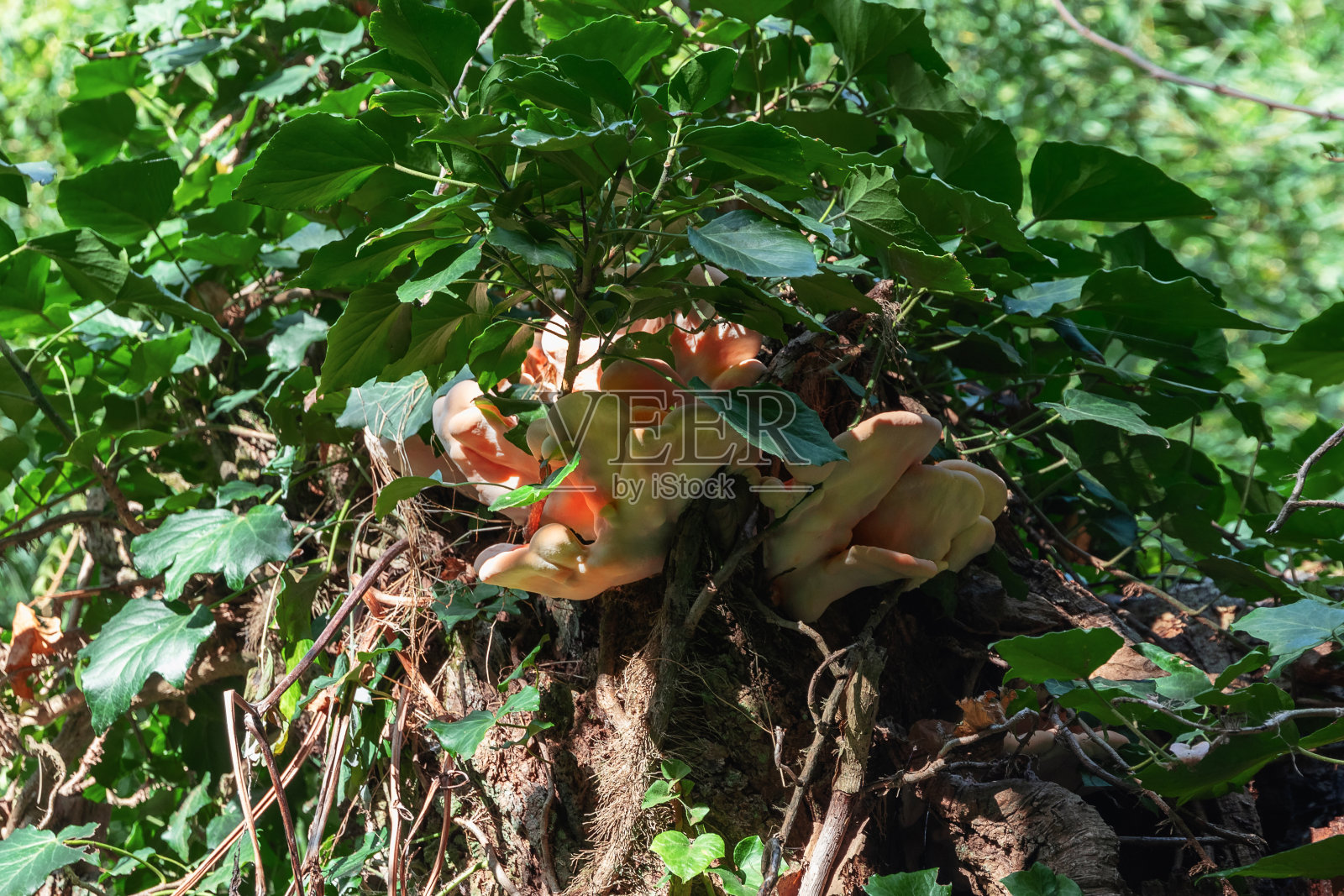 粉红色火绒(玫瑰红绒拟南芥)。照片摄影图片