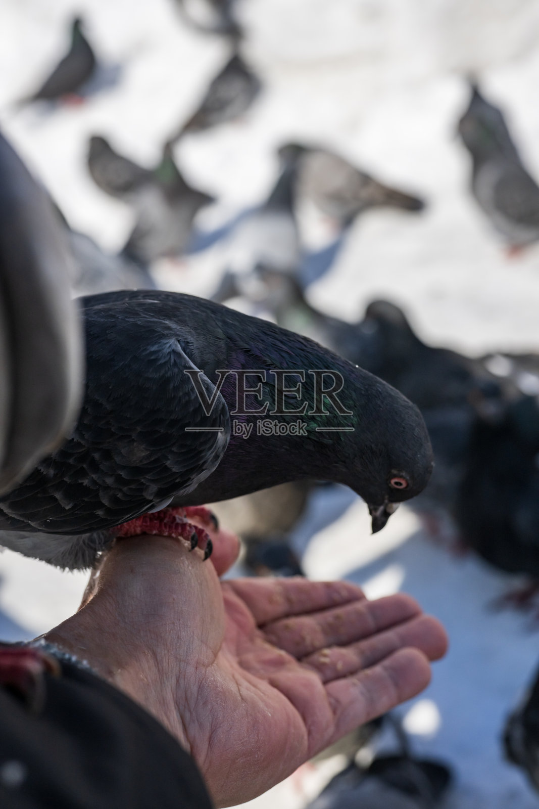 手臂上的鸽子照片摄影图片