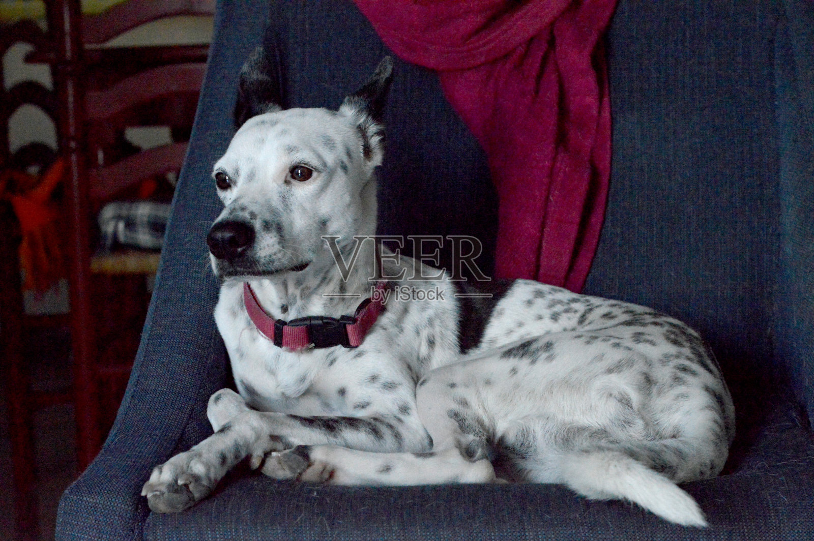 狗看照片摄影图片