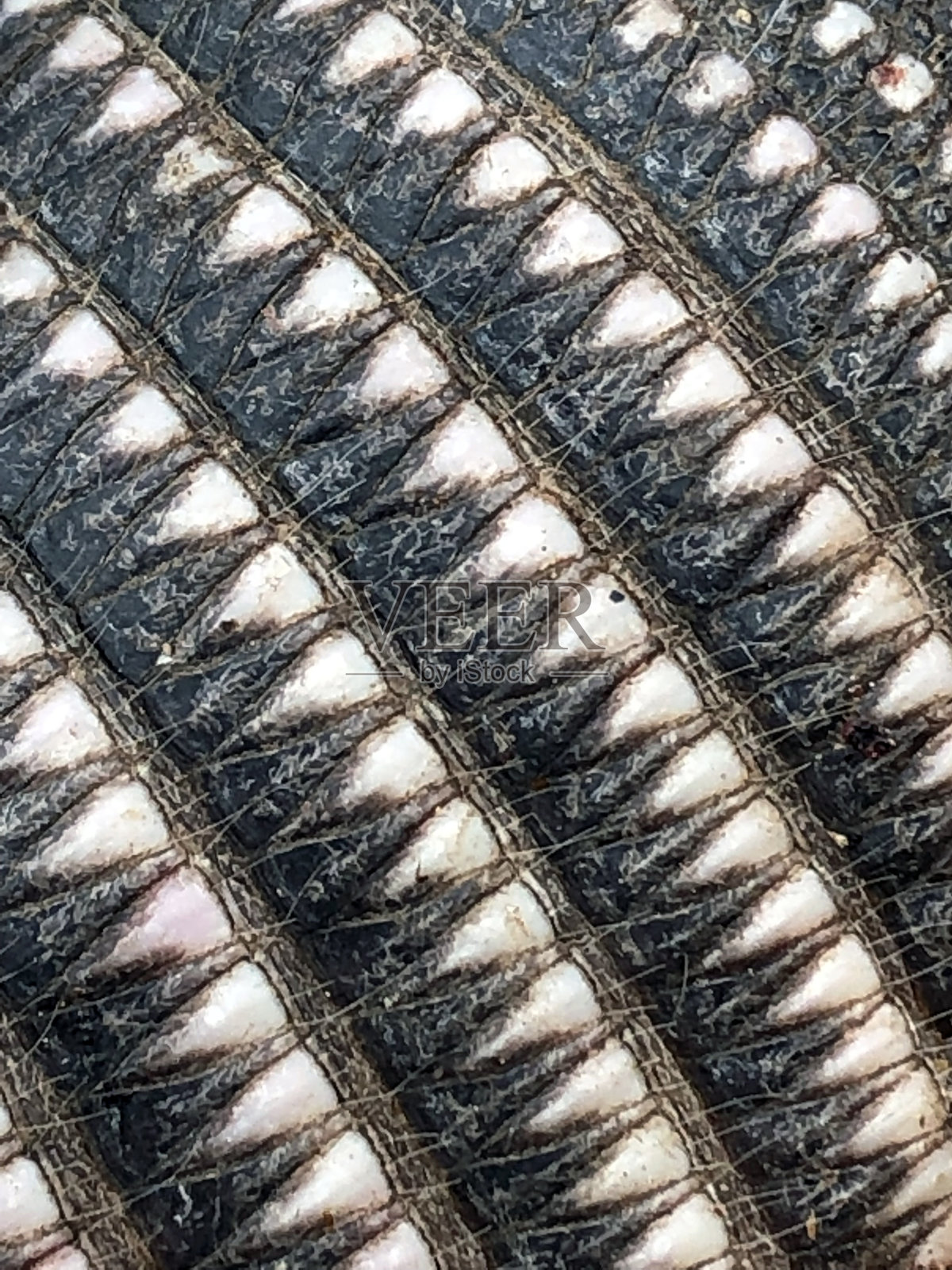 黑白相间的动物鳞片照片摄影图片