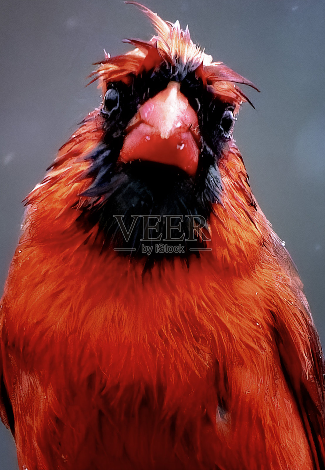 北红衣主教在雨中站在甲板上照片摄影图片