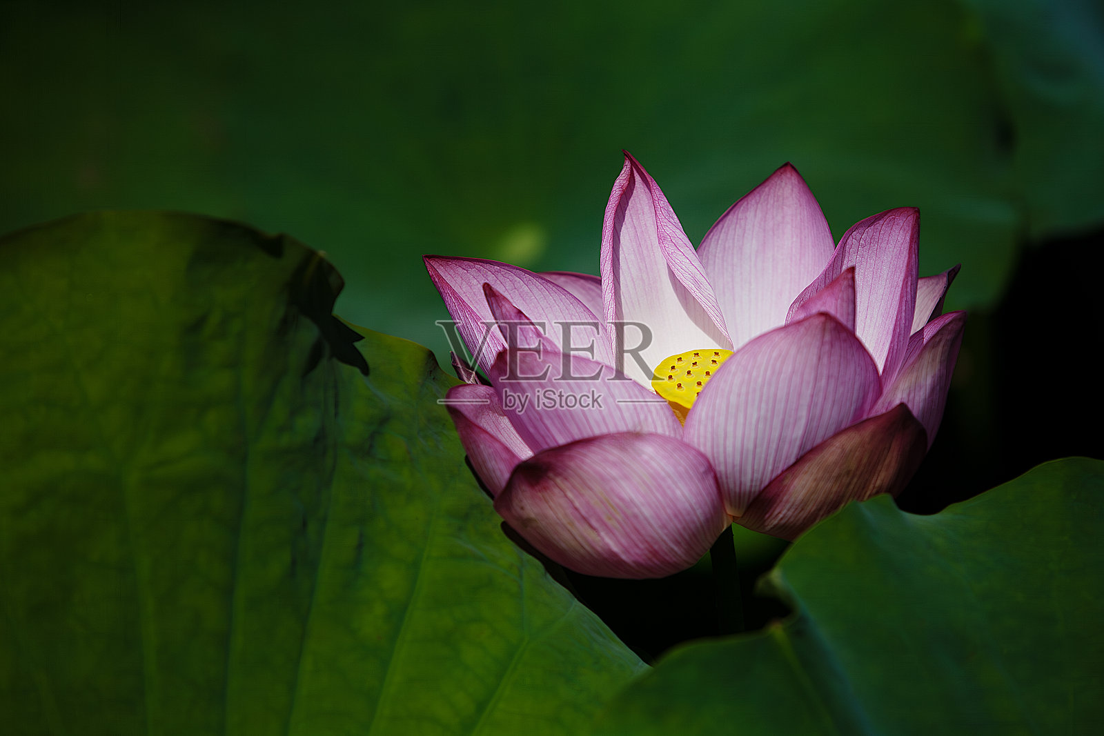 莲花照片摄影图片