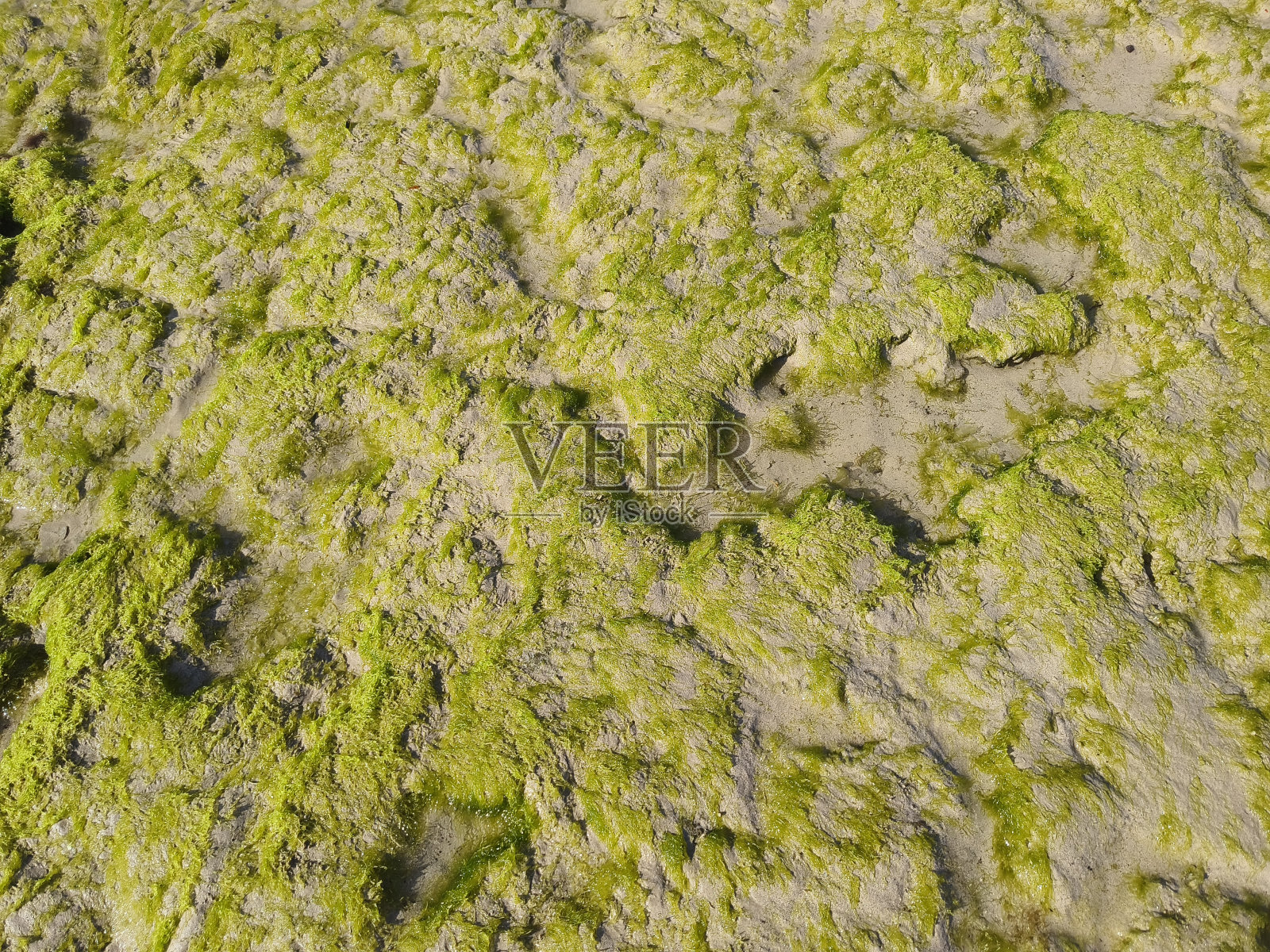 绿藻照片摄影图片