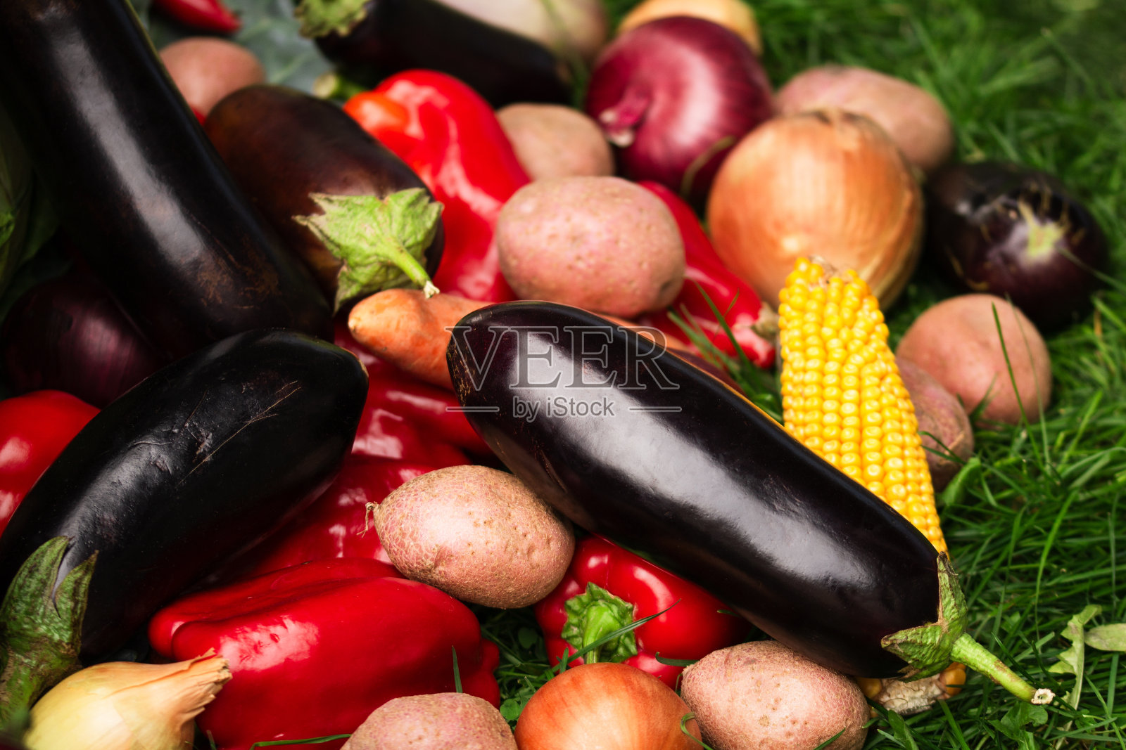 在地上收割蔬菜。秋收农民照片摄影图片