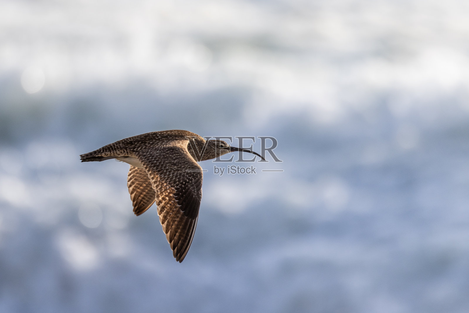 加州北部常见的一种呜咽照片摄影图片
