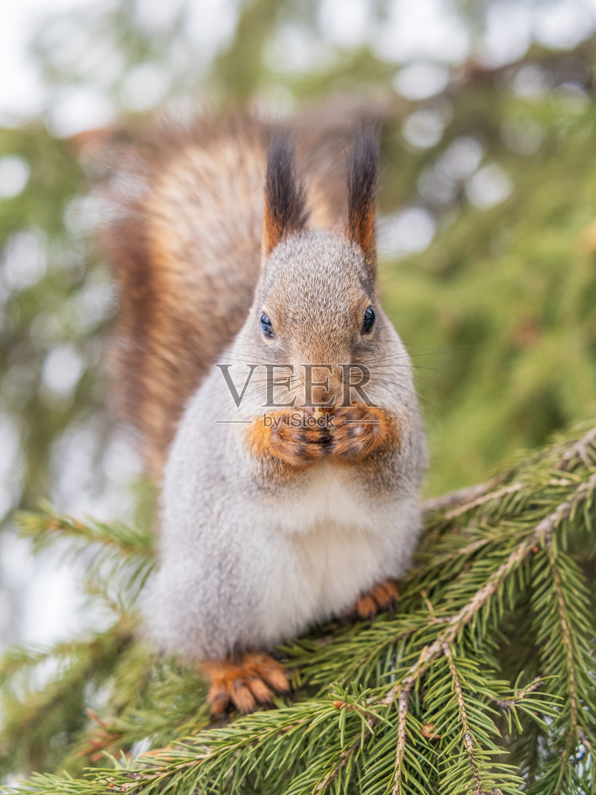 在冬天或深秋,带着坚果的松鼠栖息在树上。照片摄影图片