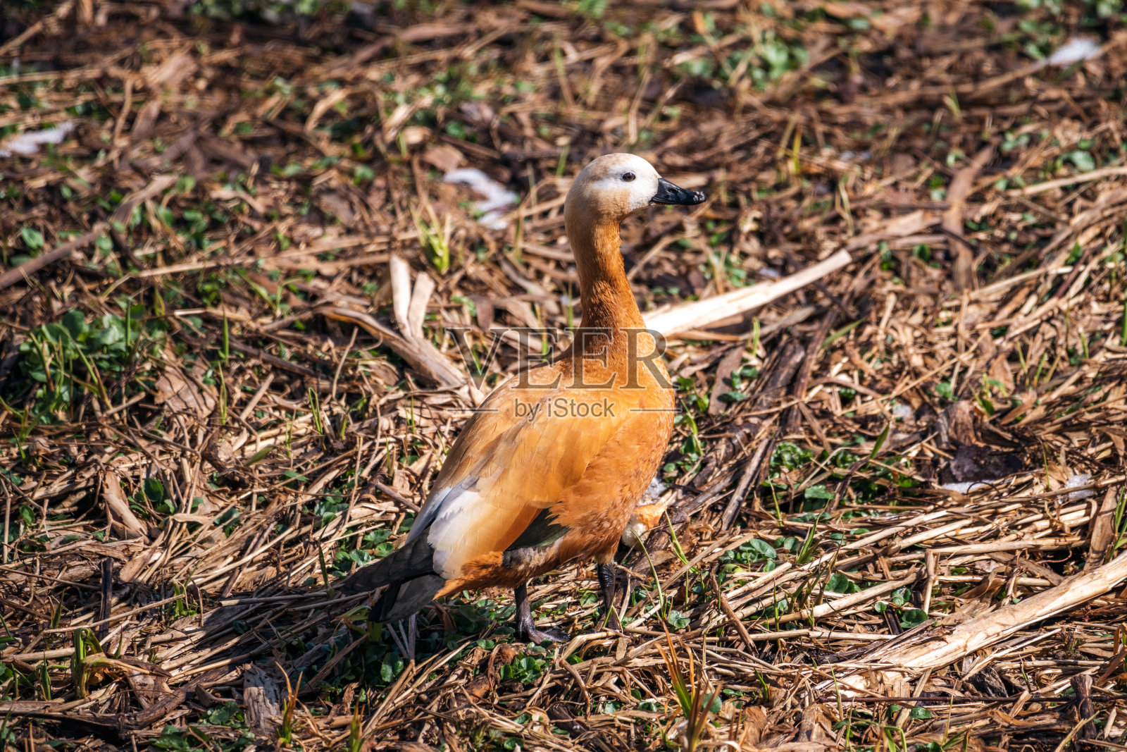 红润的壳鸭(铁鸭属)照片摄影图片