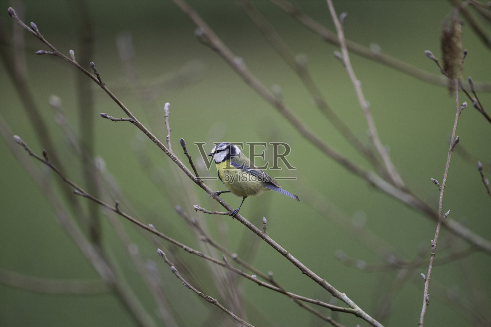 欧亚蓝山雀照片摄影图片