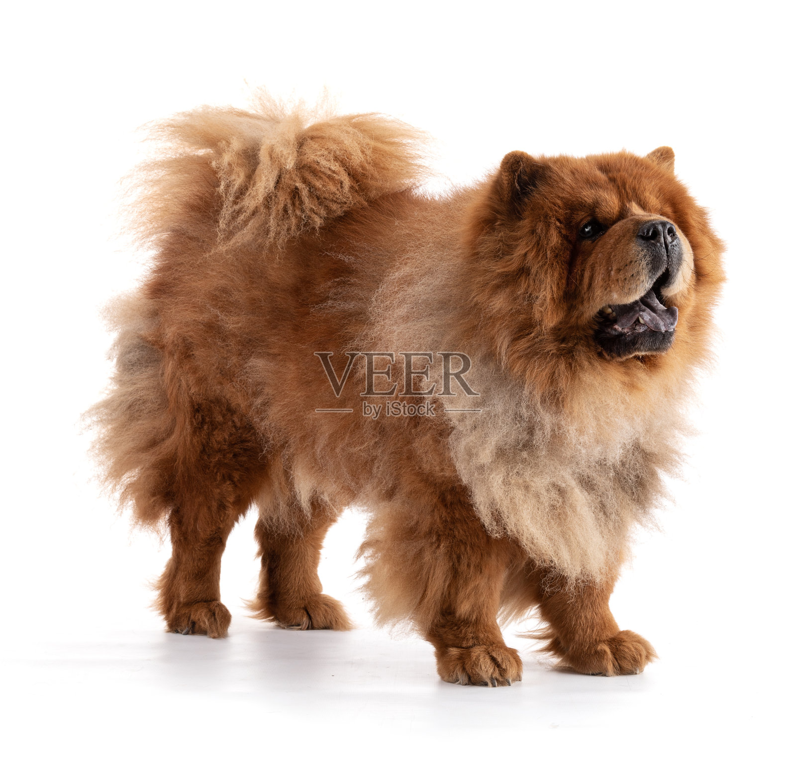 房间的布置照片摄影图片