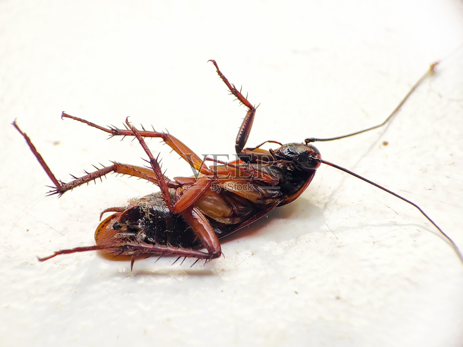 白色地板上倒立的蟑螂。孤立的照片摄影图片