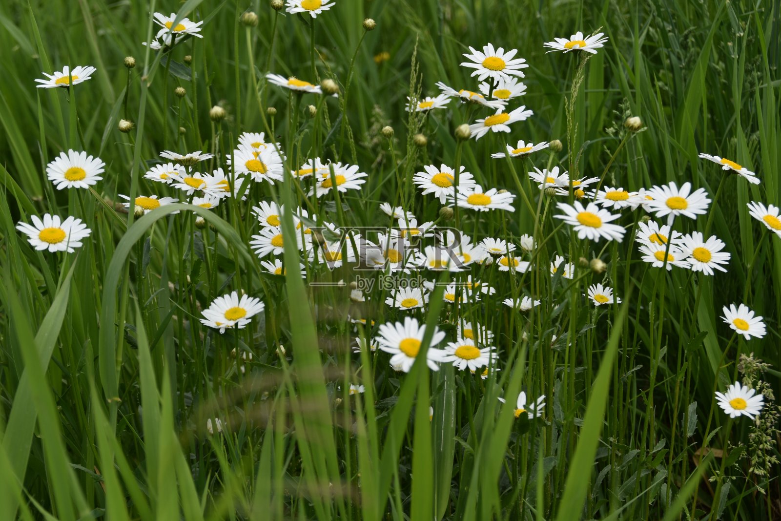 明亮美丽的雏菊照片摄影图片