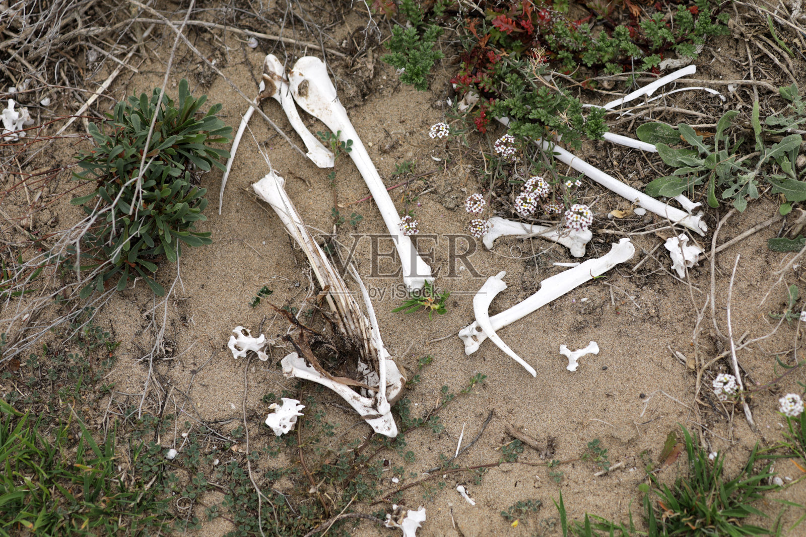 沙滩上的尸骨照片摄影图片