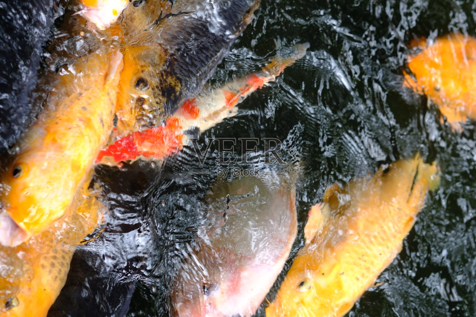 Nishikigoi,意思是绣有金或银的地毯鱼。在淡水池塘里游泳的锦鲤。鲤科鲤照片摄影图片