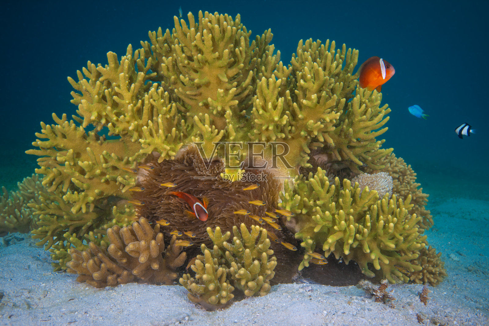 小丑鱼在浅水珊瑚礁的海葵上游泳照片摄影图片