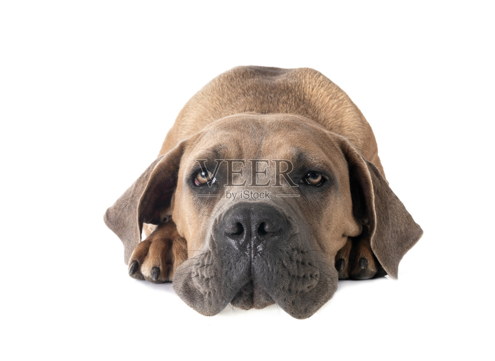 卡斯罗犬幼犬照片摄影图片