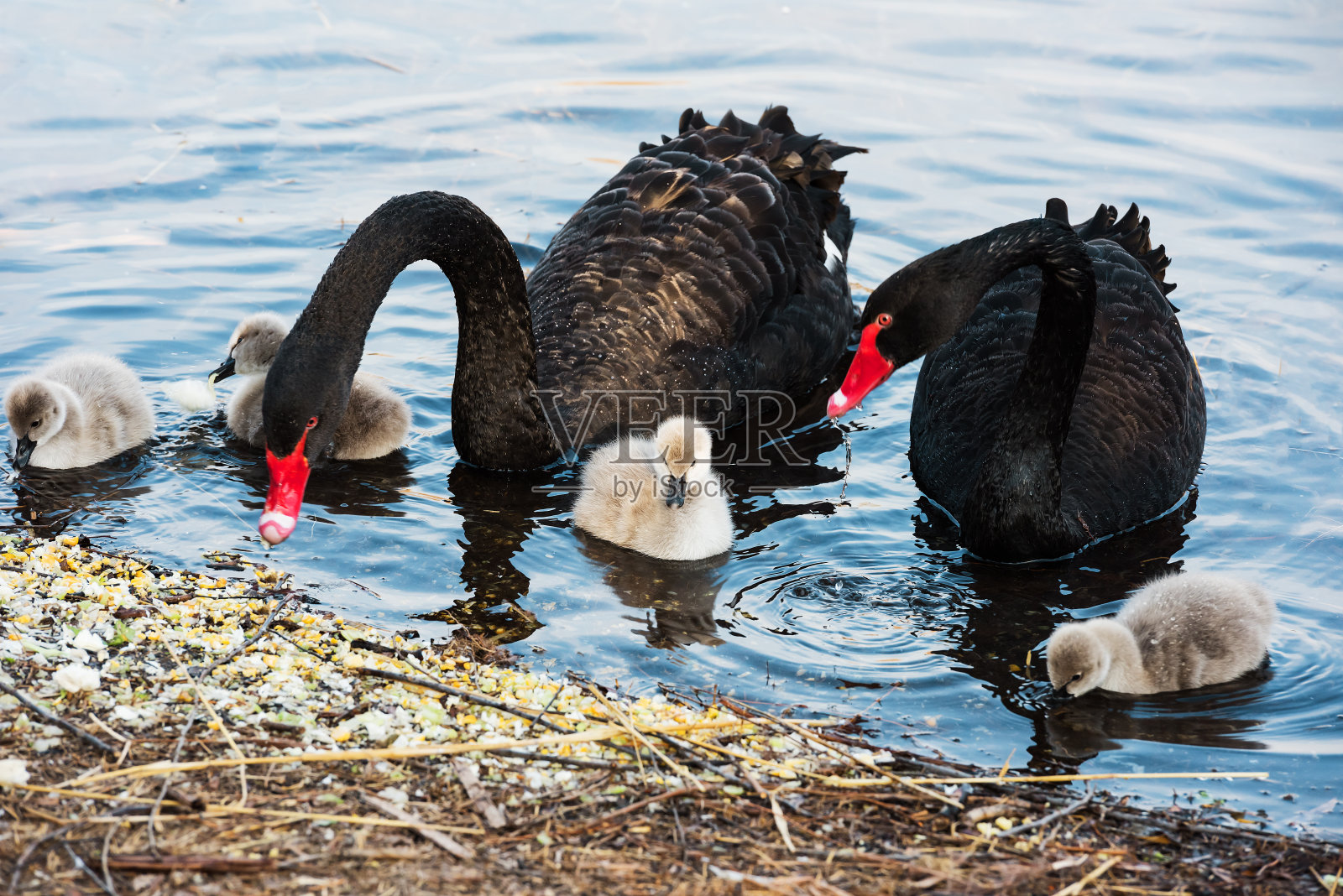 黑天鹅和新生的小天鹅照片摄影图片